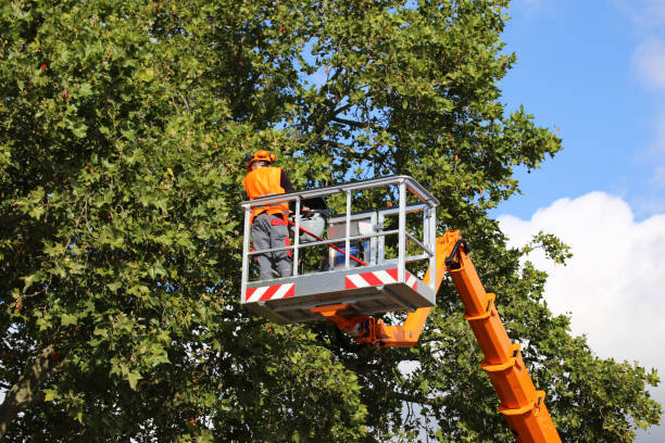 Professional Tree Care  in Franklin Lakes, NJ